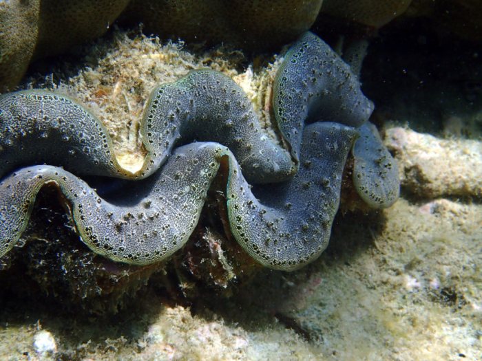 Bénitier