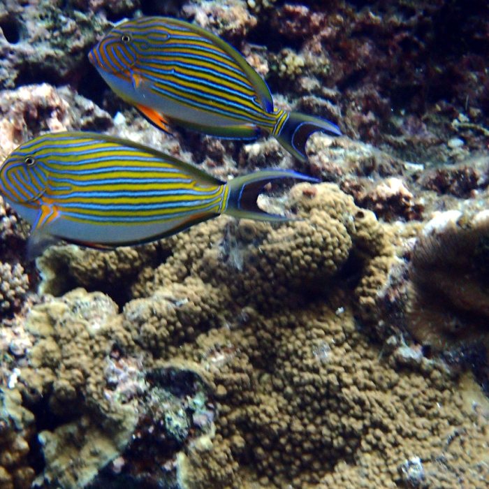 Acanthurus lineatus