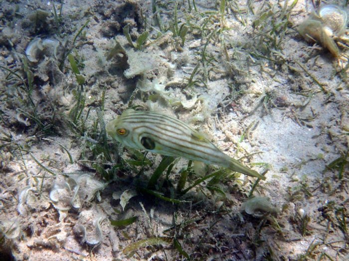 Arothron manilensis