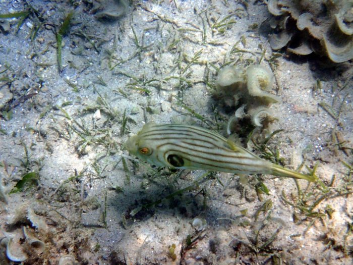 Arothron manilensis