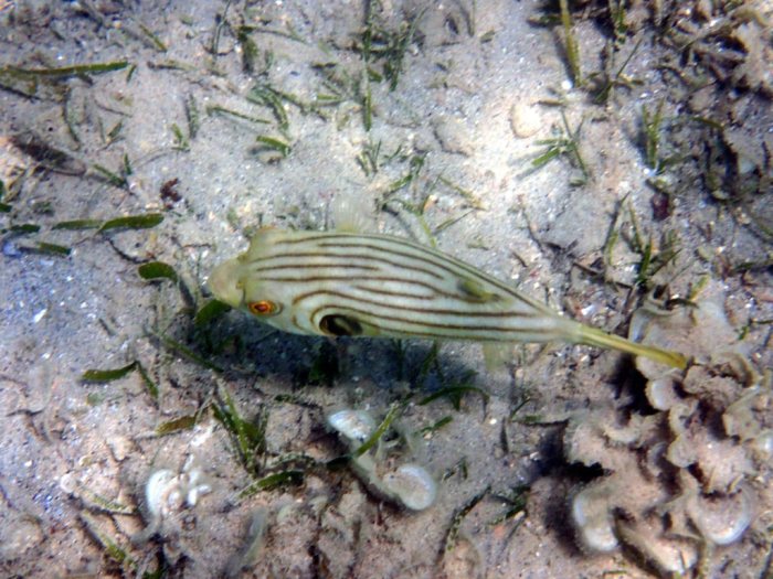 Arothron manilensis