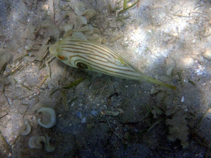 Arothron manilensis