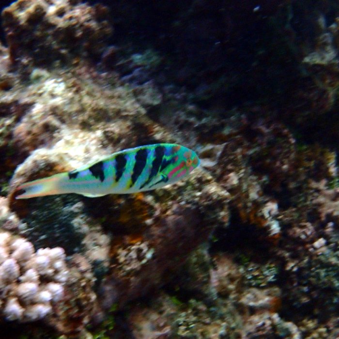 Thalassoma hardwicke