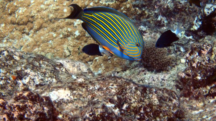 Acanthurus lineatus
