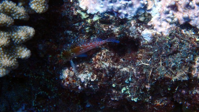 Cirrhitichthys falco