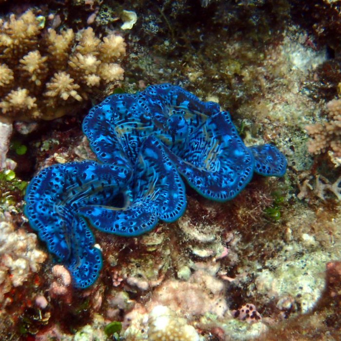 Bénitier