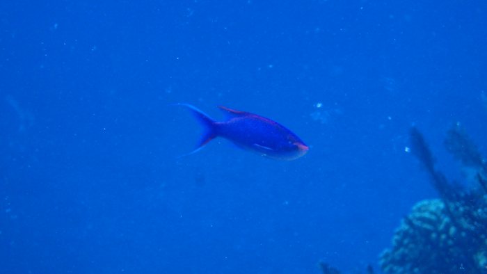 Pseudanthias pascalus