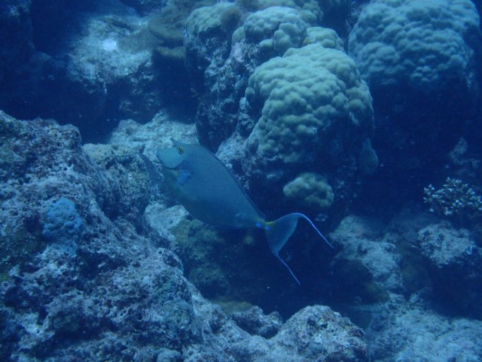 Naso unicornis