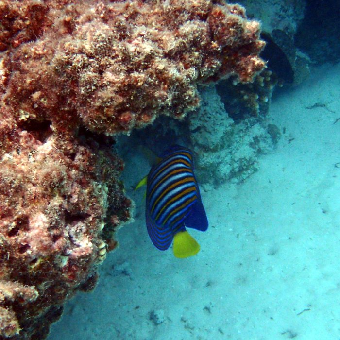 Pygoplites diacanthus