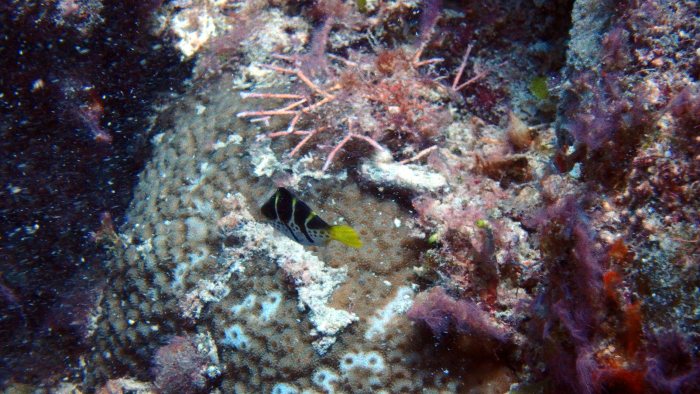 Canthigaster valentini