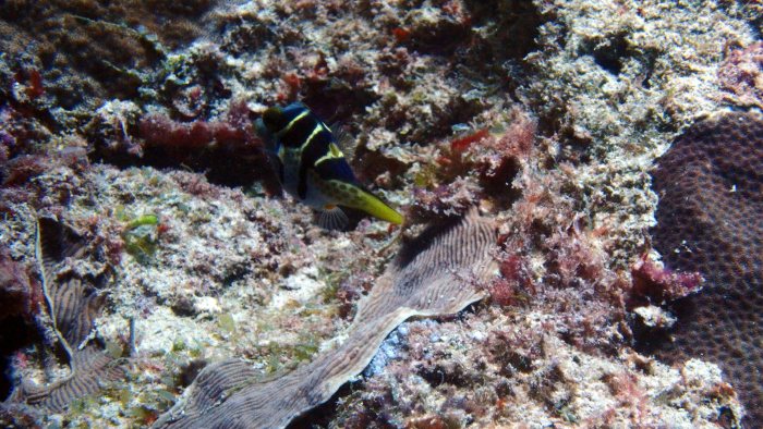 Canthigaster valentini