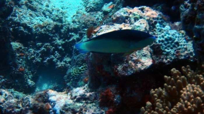 Anampses neoguinaicus