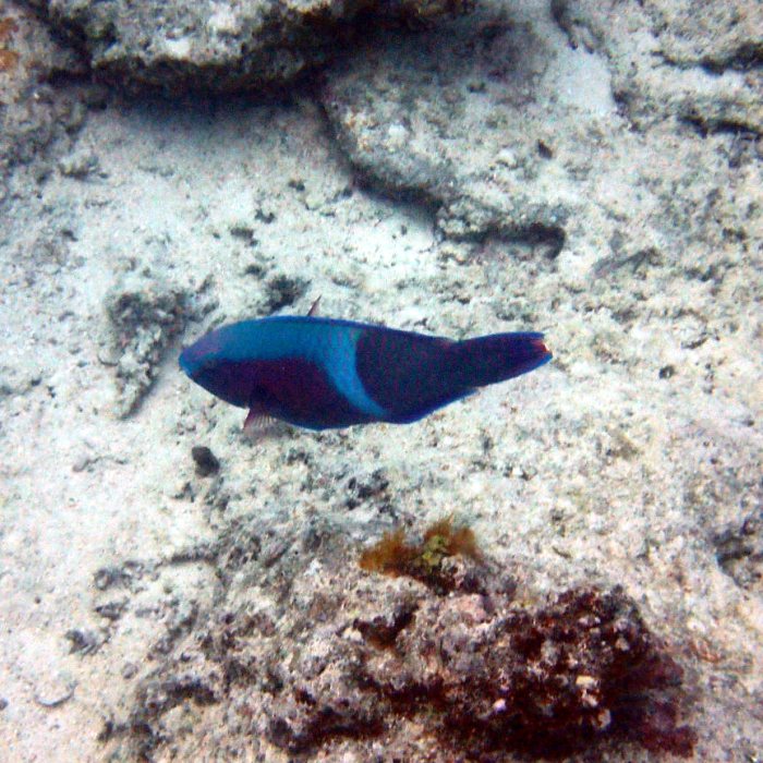 Scarus schlegeli