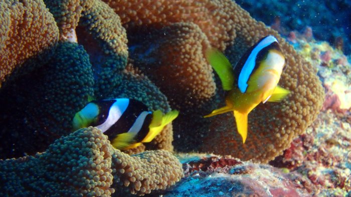 Amphiprion akindynos