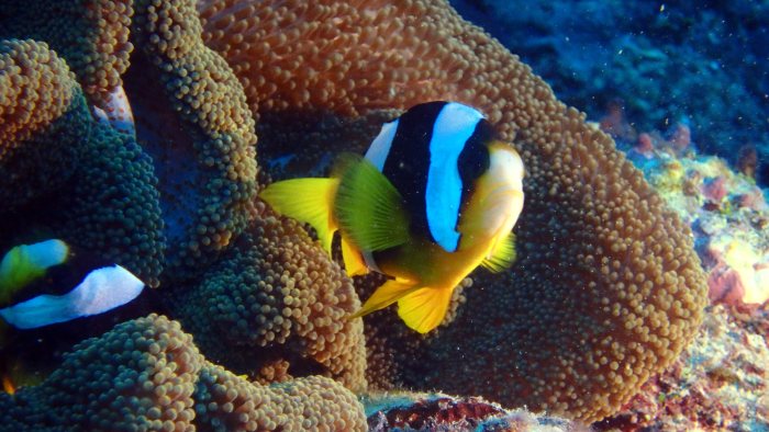 Amphiprion akindynos