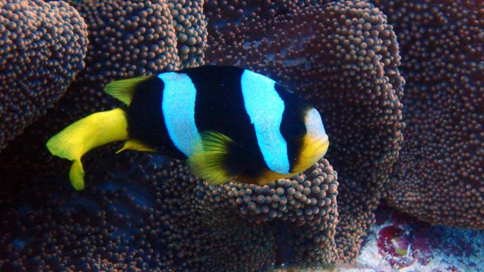 Amphiprion akindynos