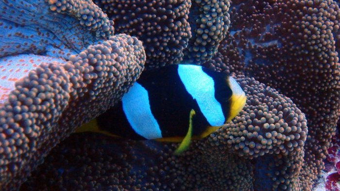 Amphiprion akindynos