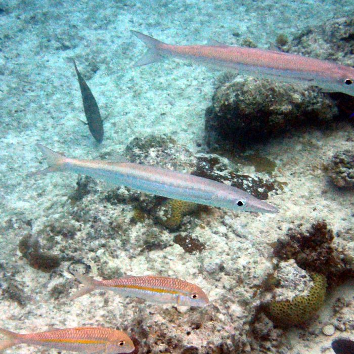 Sphyraena flavicauda