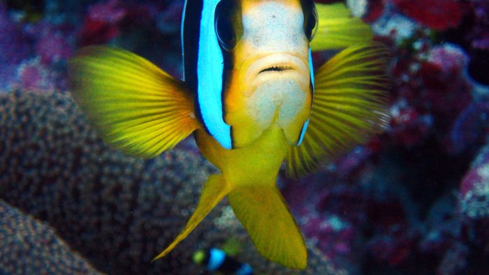 Amphiprion akindynos