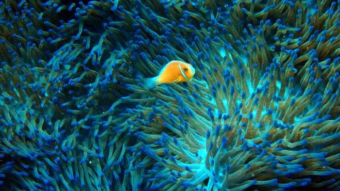 Amphiprion perideraion