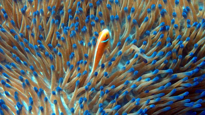Amphiprion perideraion