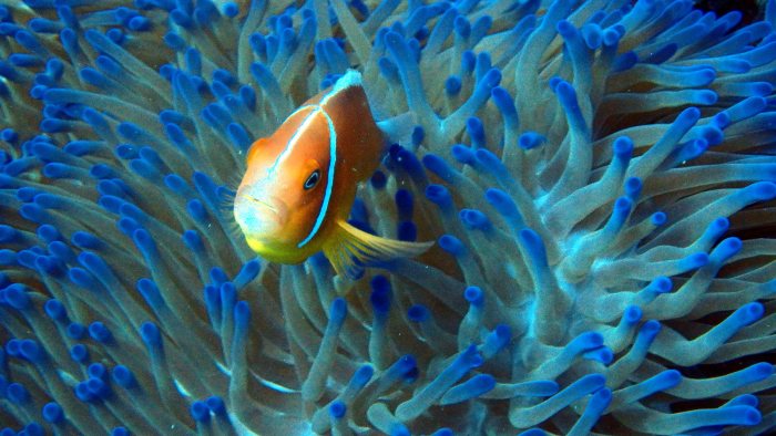 Amphiprion perideraion