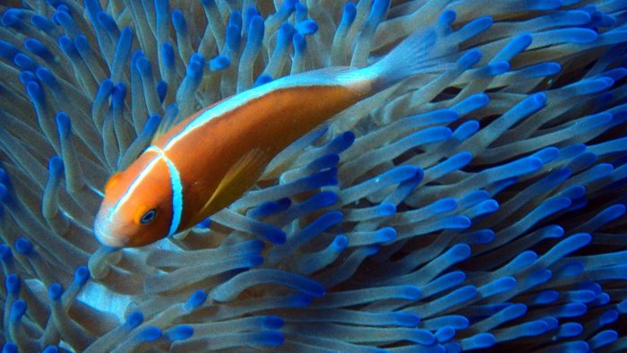 Amphiprion perideraion