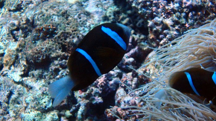 Amphiprion akindynos