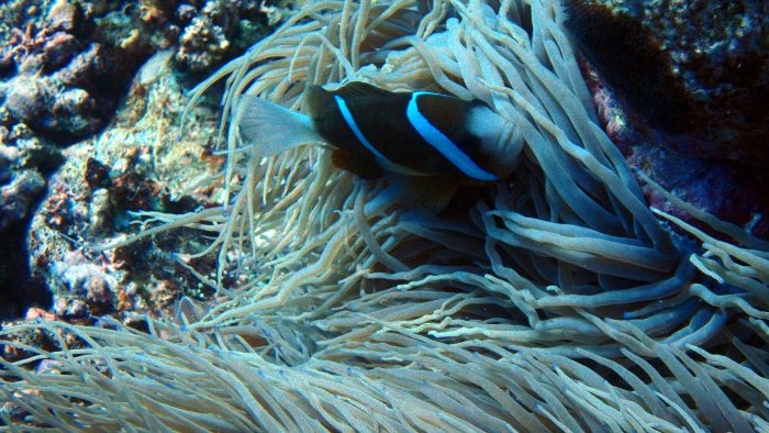 Amphiprion akindynos