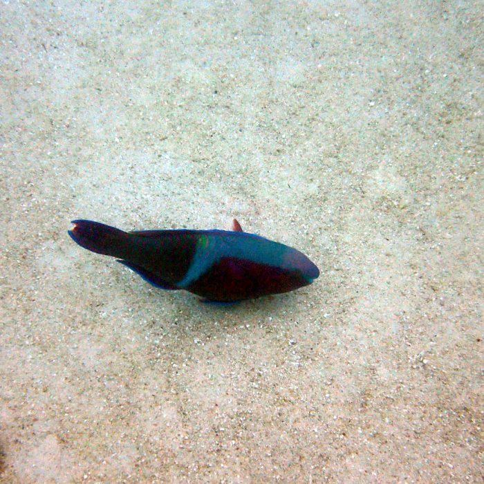 Scarus schlegeli