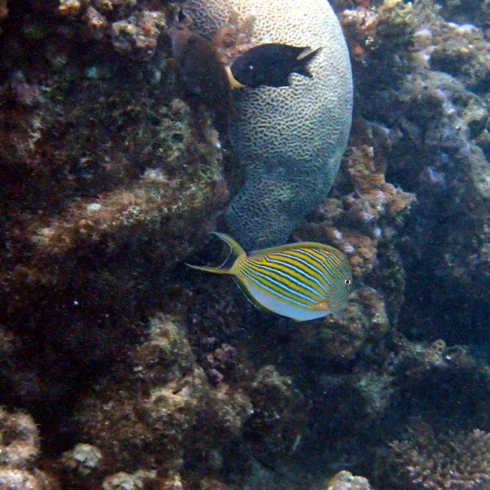 Acanthurus lineatus