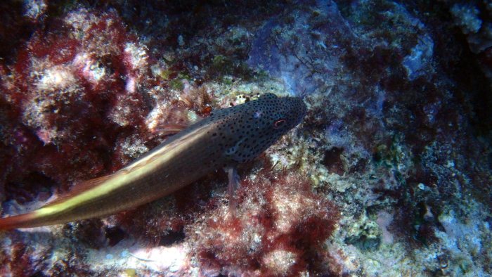 Paracirrhites forsteri