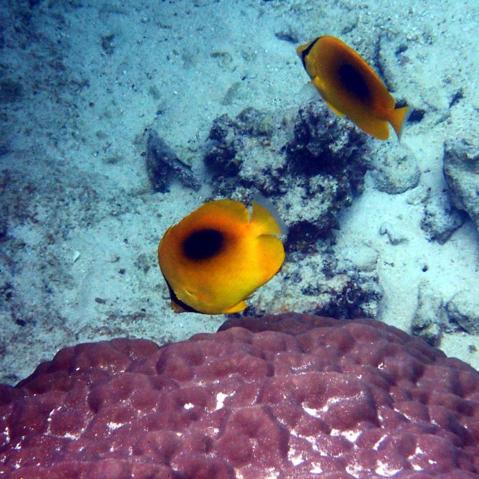 Chaetodon speculum
