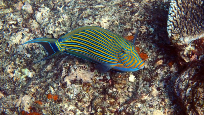 Acanthurus lineatus