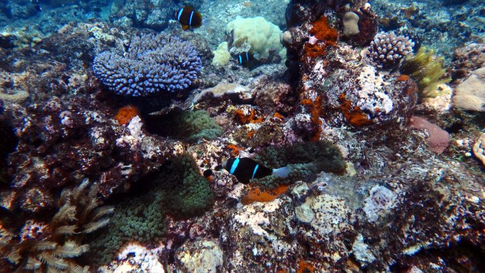 Amphiprion akindynos