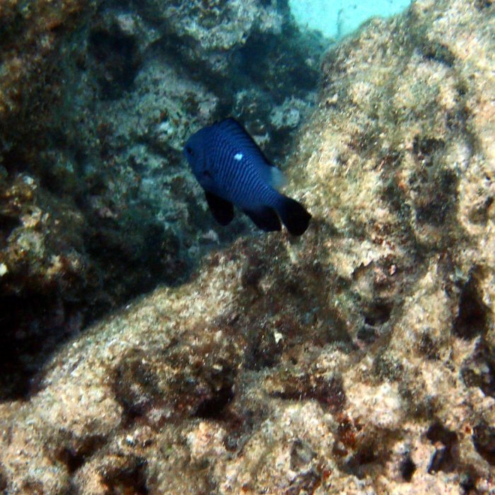 Dascyllus trimaculatus