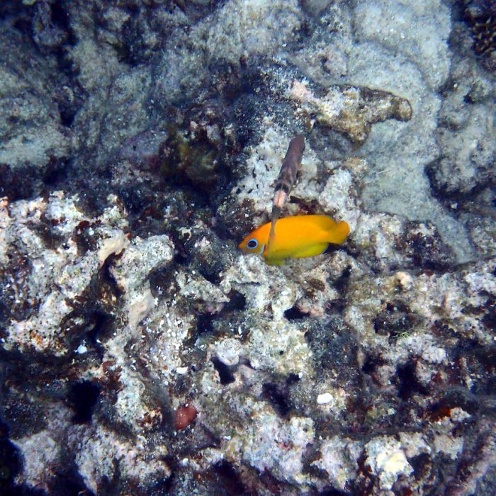 Centropyge flavissima