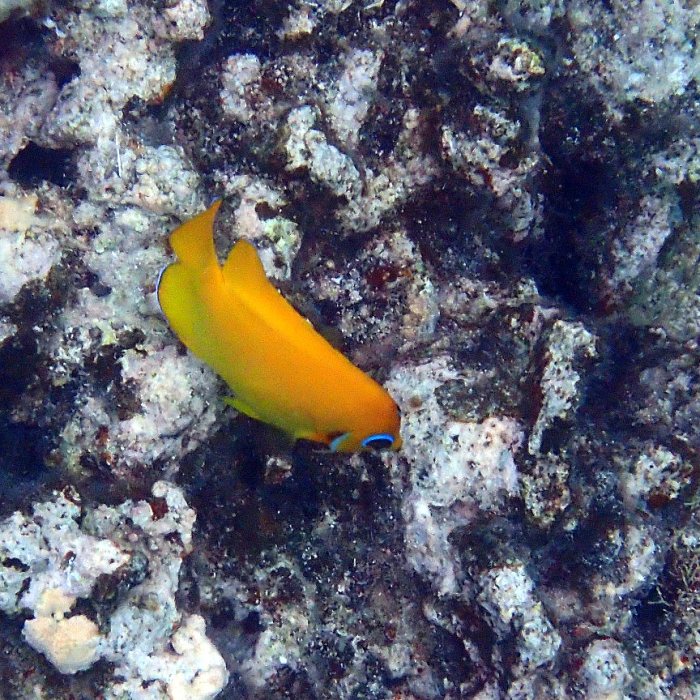 Centropyge flavissima