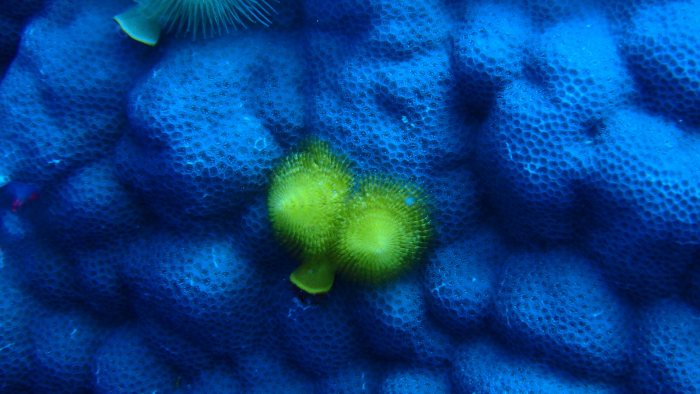 Spirobranchus corniculatus