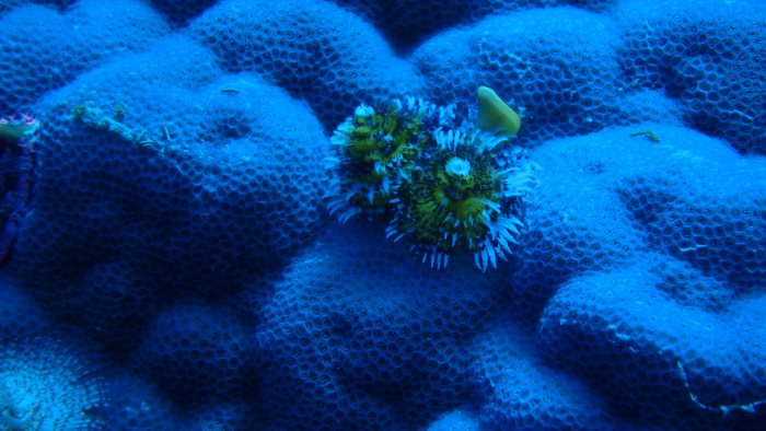 Spirobranchus corniculatus