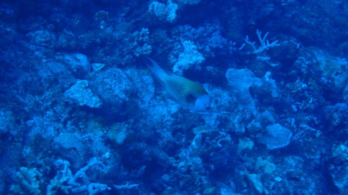 Epibulus insidiator