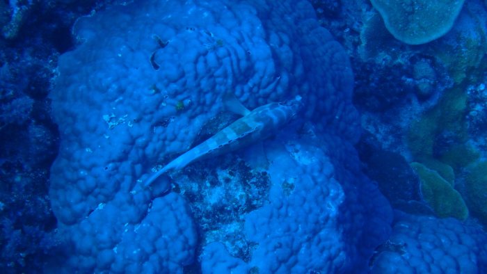 Epinephelus fasciatus