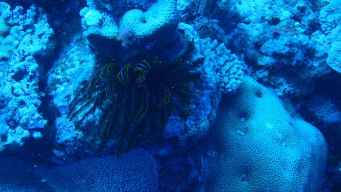 Crinoïde