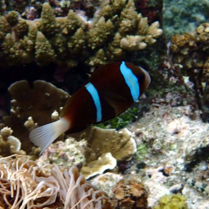 Amphiprion akindynos