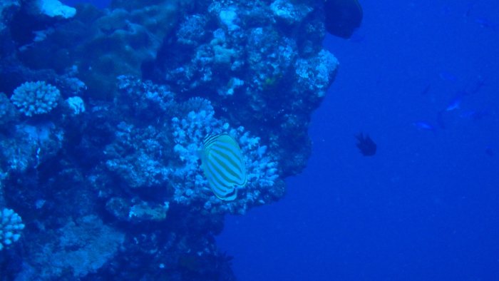 Chaetodon ornatissimus