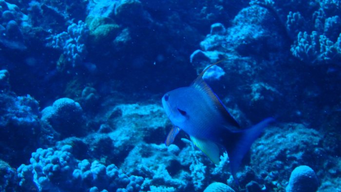Pseudanthias squamipinnis