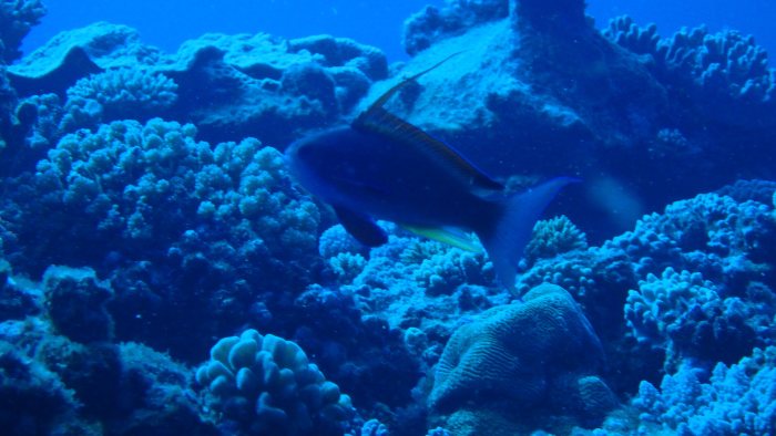 Pseudanthias squamipinnis