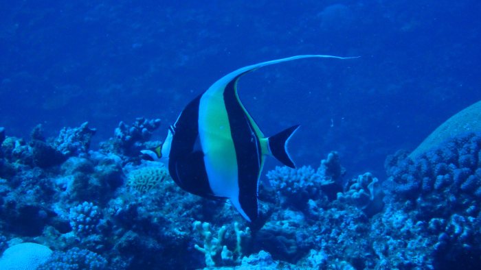 Zanclus cornutus