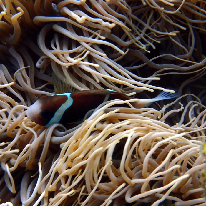Amphiprion akindynos