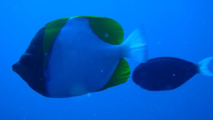 Hemitaurichthys polylepis